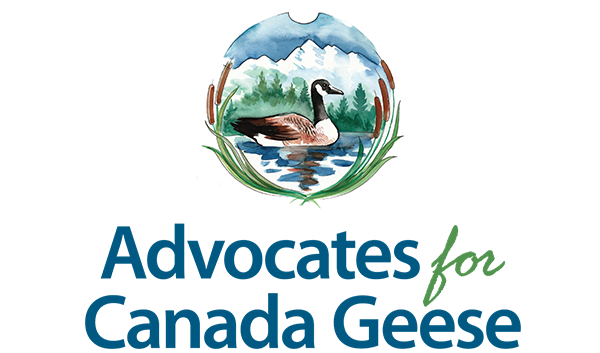 Advocates for Canada Geese